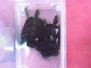 la Irina i la seva àvia ens han portat dues tortugues  d'aigua