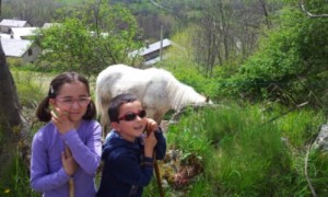 Un caballo en el camino